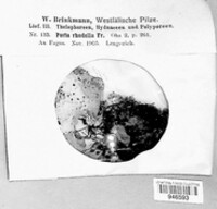 Poria rhodella image